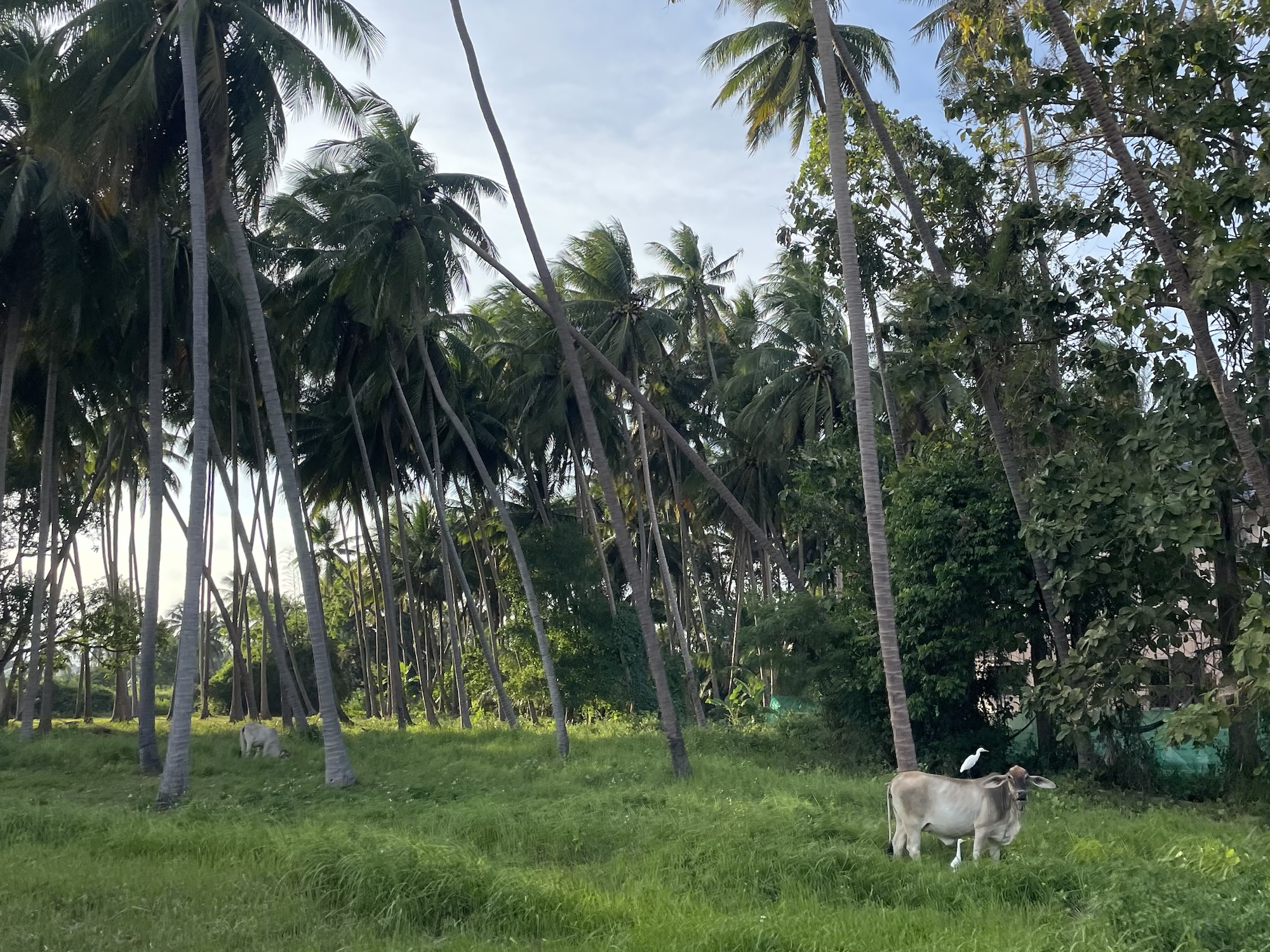 40. Van de reiger en het&nbsp;rund