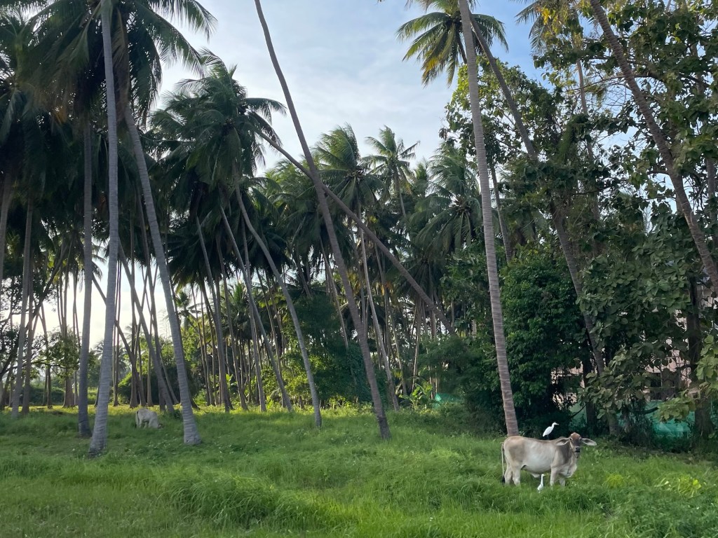 40. Van de reiger en het&nbsp;rund